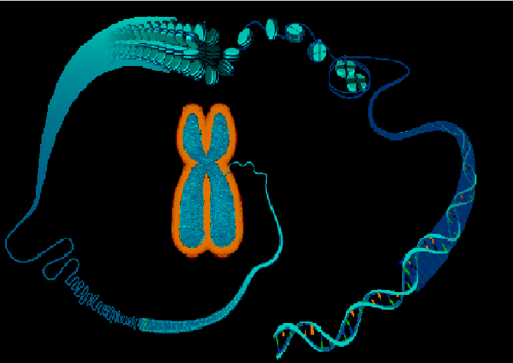 chromosome