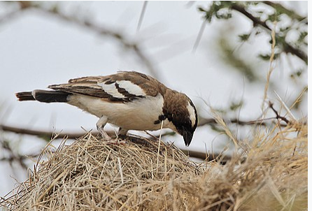 sparrow weaver