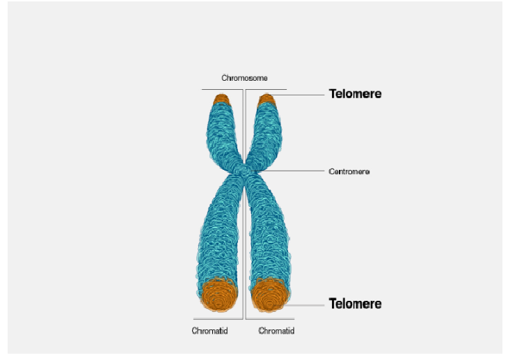 telomere